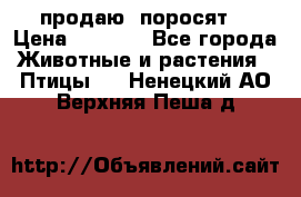 продаю  поросят  › Цена ­ 1 000 - Все города Животные и растения » Птицы   . Ненецкий АО,Верхняя Пеша д.